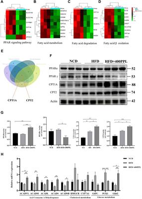 Quantitative proteomics reveals Polygonum perfoliatum L. ameliorates hepatic steatosis by promoting PPARs/CPT1A/CPT2-mediated fatty acid β-oxidation